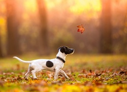 Jesień, Liście, Liść, Pies, Jack Russell terrier