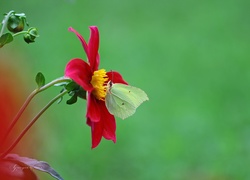 Czerwona, Dalia, Motyl, Cytrynek