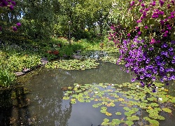 Park, Staw, Drzewa, Roślinność, Szuwary, Kwiaty