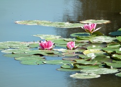 Przyroda, Kwiaty, Lilie wodne