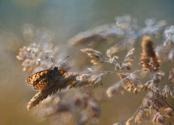 Źdźbło, Trawy, Motyl, Rozmyte, Tło, Makro