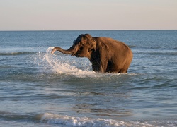 Słoń, Morze, Trąba