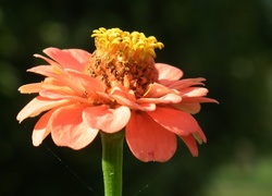 Przyroda, Kwiat, Cynia