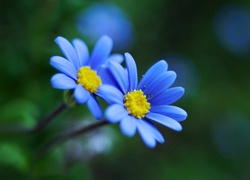 Makro, Niebieskie, Kwiatki