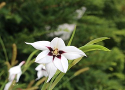 Acidanthera