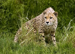 Gepard, Trawa