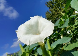 Biały, Kwiatek, Powój