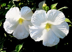 Hibiskus, Biały, Pąki, Liście, Lato, Ogród