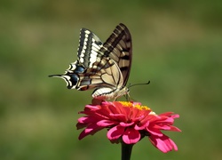 Motyl, Paż królowej, Kwiat, Cynia