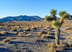 Park Narodowy Joshua Tree, Kalifornia, Stany Zjednoczone, Rośliny, Drzewo, Kępy, Traw, Góry