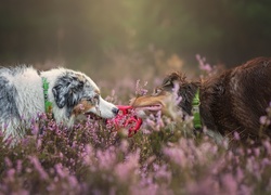 Psy, Wrzos, Border Collie