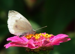 Motyl, Kwiat, Cynia