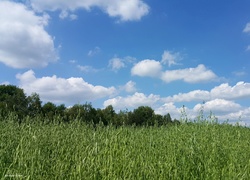 Pole, Owies