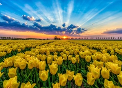 Żółte, Tulipany, Pole, Promienie słońca