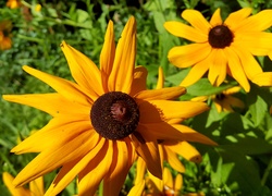 Kwiaty, Rudbekie