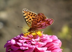 Motyl, Dostojka, Latonia, Cynia