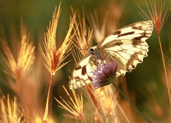 Motyl, Kłosy, Zboża