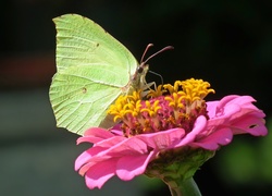 Motyl, Cytrynek, Kwiat, Cynia