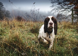 Spaniel, Spacer, Łąka, Drzewa, Las, Mgła, Świt