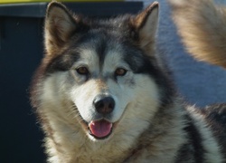 Pies, Alaskan Malamute