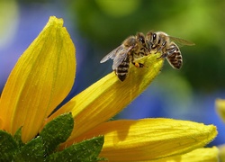 Pszczoły, Żółte, Płatki, Kwiatu, Makro