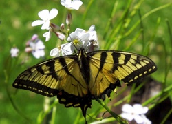 Żółty, Czarny, Motyl