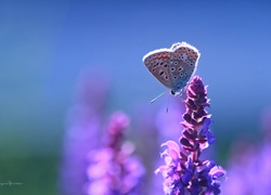 Modraszek, Motyl, Kwiat