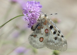 Motyl, Niepylak, Apollo, Fioletowy, Kwiat