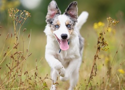 Border collie, Łąka