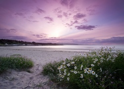 Morze, Plaża, Rumianki