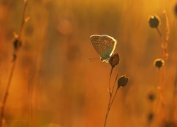 Motyl, Modraszek, Rośliny