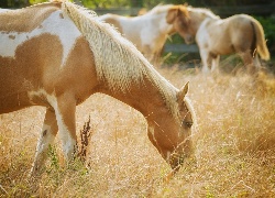 Izabelowaty, Koń, Bokeh