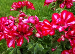 Czerwone, Pelargonie