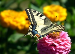 Motyl, Paź królowej