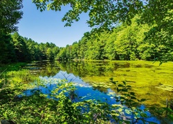 Park, Staw, Roślinność, Drzewa, Liście