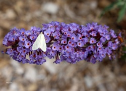 Kwiat, Budleja, Fioletowa, Motyl, Biały, Ogród, Lato