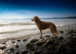 Morze, Kamienie, Fale, Pies, Świt, Oczekiwanie
