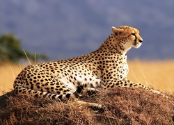 Gepard, Natura