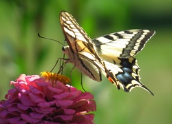 Motyl, Paż królowej, Kwiat