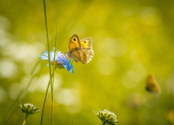 Motyl, Kwiat, Makro