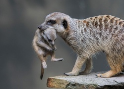 Mama, Surykatka, Młody, Potomek, Skała