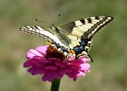 Motyl, Paż królowej, Kwiat