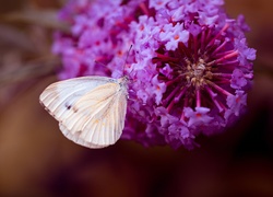 Motyl, Bielinek, Kwiat, Makro