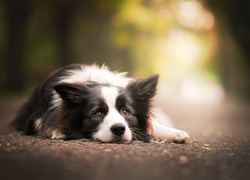 Pies, Border, Collie