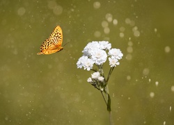 Biały, Kwiat, Motyl