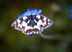 Motyl, Kwiat, Makro