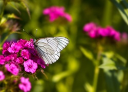 Motyl, Kwiat, Goździk