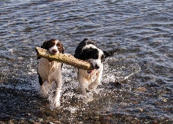 Border Collie, Szczeniaki, Drewno, Zabawa, Rzeka