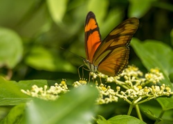 Kolorowy, Motyl, Białe, Kwiatki, Zielone, Liście