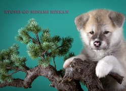 Szczeniak, Akita, Japoński, Konar